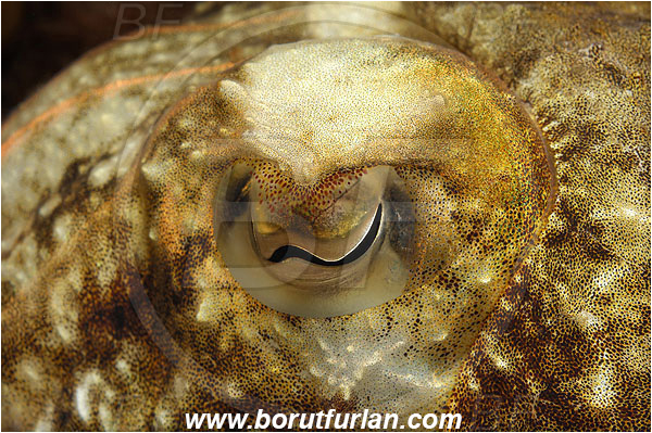 Piran, Slovenia, Adriatic sea, Mediterranean sea, Sepia officinalis, Sepia, Sepiidae, European cuttlefish, Common cuttlefish, Cuttlefish, Cephalopoda, Mollusca, Mollusc, Eye, Abstract