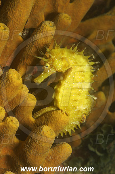 Piran, Slovenia, Adriatic sea, Mediterranean sea, Hippocampus guttulatus, Hippocampus, Syngnathidae, Long-snouted seahorse, Seahorse, Fish