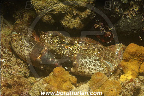 Piran, Slovenia, Adriatic sea, Mediterranean sea, Eriphia verrucosa, Eriphia, Eriphiidae, Decapoda, Crustacea, Crustacean, Convex warty crab, Yellow round crab, Crab