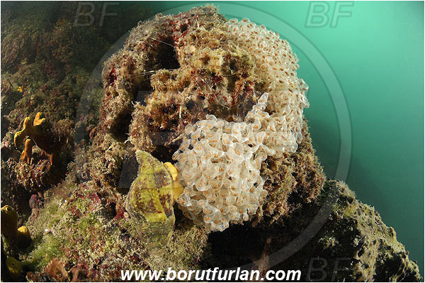 Piran, Slovenia, Adriatic sea, Mediterranean sea, Buccinulum sp., Buccinulum, Buccinidae, Whelk, Sea snail, Gastropoda, Mollusca, Mollusc, Reef, Eggs, Egg laying