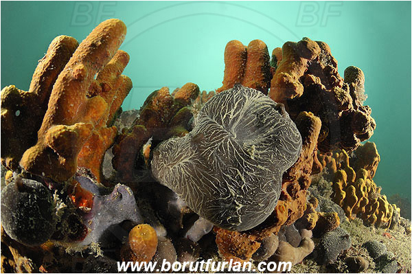 Piran, Slovenia, Adriatic sea, Mediterranean sea, Aplysina aerophoba, Aplysina, Aplysinidae, Yellow Tube Sponge, Golden Sponge, Chondrosia reniformis, Chondrosia, Chondrosiidae, Leather sponge, Kidney sponge, Sponge, Porifera, Reef