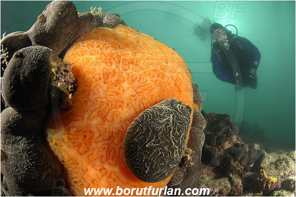 Piran, Slovenia, Adriatic sea, Mediterranean sea, Aplidium conicum, Aplidium, Polyclinidae, Colony of tunicates, Conical sea squirt, Sea squirt, Ascidiacea, Tunicata, Tunicate, Chondrosia reniformis, Chondrosia, Chondrosiidae, Leather sponge, Kidney sponge, Sponge, Porifera, Reef, Diver