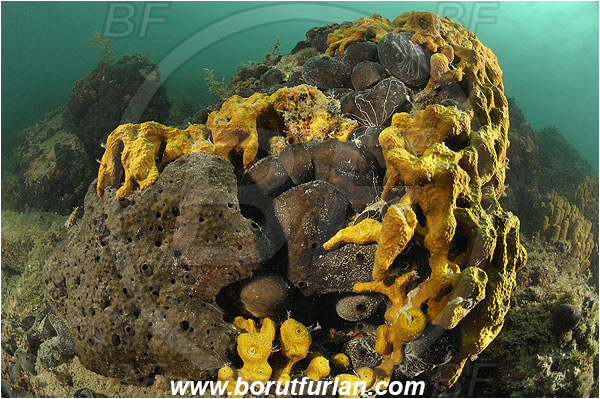 Piran, Slovenia, Adriatic sea, Mediterranean sea, Aplysina aerophoba, Aplysina, Aplysinidae, Yellow Tube Sponge, Golden Sponge, Chondrosia reniformis, Chondrosia, Chondrosiidae, Leather sponge, Kidney sponge, Sponge, Porifera, Reef