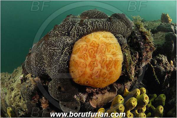 Piran, Slovenia, Adriatic sea, Mediterranean sea, Aplidium conicum, Aplidium, Polyclinidae, Colony of tunicates, Conical sea squirt, Sea squirt, Ascidiacea, Tunicata, Tunicate, Chondrosia reniformis, Chondrosia, Chondrosiidae, Leather sponge, Kidney sponge, Sponge, Porifera, Reef