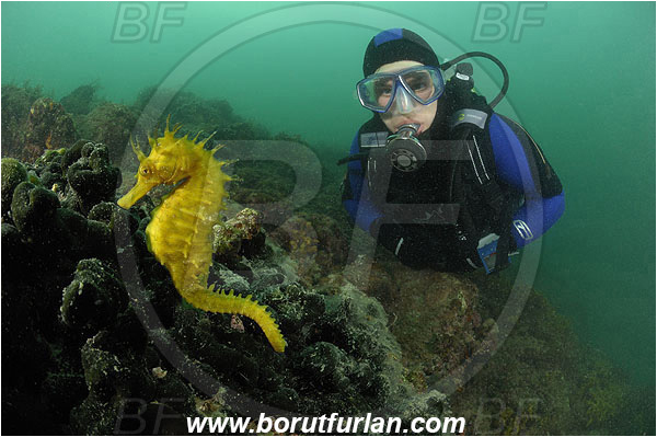 Piran, Slovenia, Adriatic sea, Mediterranean sea, Reef, Hippocampus guttulatus, Hippocampus, Syngnathidae, Long-snouted seahorse, Seahorse, Fish, Diver