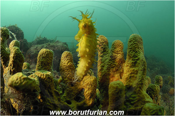 Piran, Slovenia, Adriatic sea, Mediterranean sea, Aplysina aerophoba, Aplysina, Aplysinidae, Yellow Tube Sponge, Golden Sponge, Sponge, Porifera, Reef, Hippocampus guttulatus, Hippocampus, Syngnathidae, Long-snouted seahorse, Seahorse, Fish