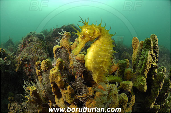 Piran, Slovenia, Adriatic sea, Mediterranean sea, Aplysina aerophoba, Aplysina, Aplysinidae, Yellow Tube Sponge, Golden Sponge, Sponge, Porifera, Reef, Hippocampus guttulatus, Hippocampus, Syngnathidae, Long-snouted seahorse, Seahorse, Fish