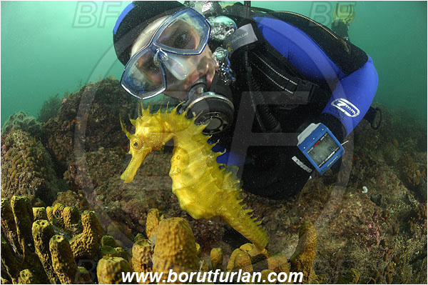 Piran, Slovenia, Adriatic sea, Mediterranean sea, Aplysina aerophoba, Aplysina, Aplysinidae, Yellow Tube Sponge, Golden Sponge, Sponge, Porifera, Reef, Hippocampus guttulatus, Hippocampus, Syngnathidae, Long-snouted seahorse, Seahorse, Fish, Diver, Portrait, Face