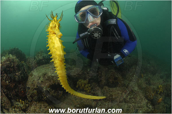 Piran, Slovenia, Adriatic sea, Mediterranean sea, Reef, Hippocampus guttulatus, Hippocampus, Syngnathidae, Long-snouted seahorse, Seahorse, Fish, Diver