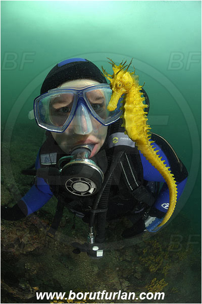 Piran, Slovenia, Adriatic sea, Mediterranean sea, Reef, Hippocampus guttulatus, Hippocampus, Syngnathidae, Long-snouted seahorse, Seahorse, Fish, Diver, Portrait, Face