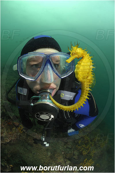 Piran, Slovenia, Adriatic sea, Mediterranean sea, Reef, Hippocampus guttulatus, Hippocampus, Syngnathidae, Long-snouted seahorse, Seahorse, Fish, Diver, Portrait, Face