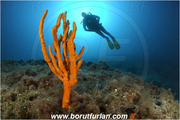 Island Pag, Croatia, Adriatic sea, Mediterranean sea, Axinella verrucosa, Axinella, Axinellidae, Yellow Axinella sponge, Yellow branching sponge, Sponge, Porifera, Reef, Diver