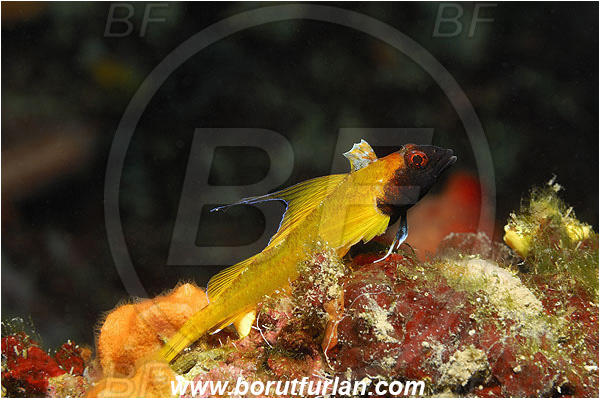 Island Pag, Croatia, Adriatic sea, Mediterranean sea, Tripterygion delaisi, Tripterygion, Tripterygiidae, Black-faced triplefin, Triplefin, Fish