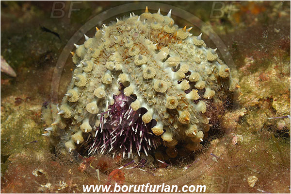 Island Pag, Croatia, Adriatic sea, Mediterranean sea, Marthasterias glacialis, Marthasterias, Asteriidae, Spiny starfish, Strafish, Asteroidea, Echinodermata, Echinoderm, Feeding