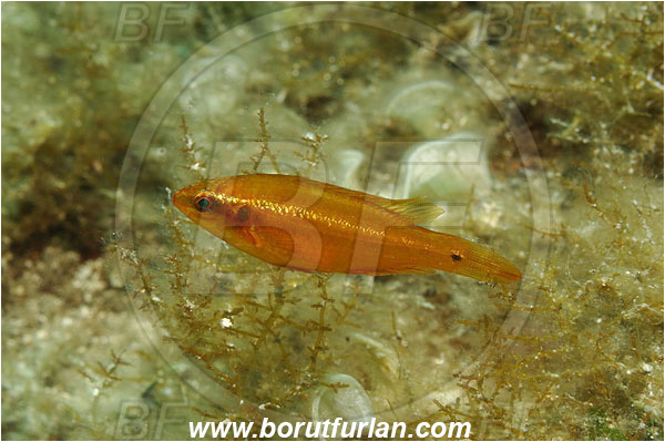 Island Pag, Croatia, Adriatic sea, Mediterranean sea, Symphodus ocellatus, Symphodus, Labridae, Ocellated wrasse, Wrasse, Fish, Orange variant