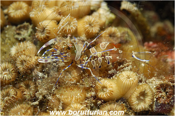 Adriatic sea, Croatia, Crustacea, Crustacean, Decapoda, Glass shrimp, Island Pag, Mediterranean sea, Palaemonidae, Periclimenes, Periclimenes amethysteus, Shrimp