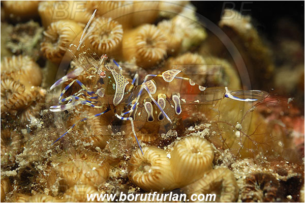 Island Pag, Croatia, Adriatic sea, Mediterranean sea, Periclimenes amethysteus, Periclimenes, Palaemonidae, Decapoda, Glass shrimp, Shrimp, Crustacea, Crustacean