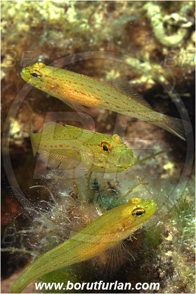 Island Pag, Croatia, Adriatic sea, Mediterranean sea, Gobius xanthocephalus, Gobius, Gobiidae, Yellow-headed goby, Goby, Fish