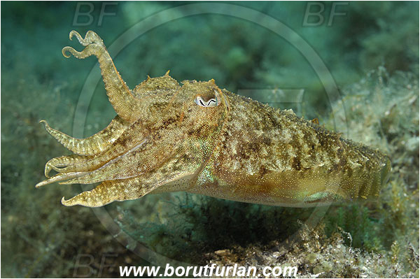 Island Pag, Croatia, Adriatic sea, Mediterranean sea, Sepia officinalis, Sepia, Sepiidae, European cuttlefish, Common cuttlefish, Cuttlefish, Cephalopoda, Mollusca, Mollusc