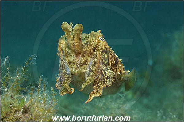 Island Pag, Croatia, Adriatic sea, Mediterranean sea, Sepia officinalis, Sepia, Sepiidae, European cuttlefish, Common cuttlefish, Cuttlefish, Cephalopoda, Mollusca, Mollusc