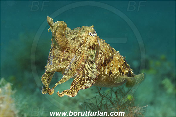 Island Pag, Croatia, Adriatic sea, Mediterranean sea, Sepia officinalis, Sepia, Sepiidae, European cuttlefish, Common cuttlefish, Cuttlefish, Cephalopoda, Mollusca, Mollusc