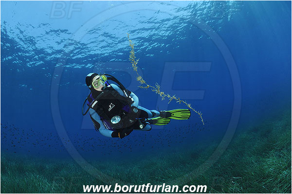 Island Pag, Croatia, Adriatic sea, Mediterranean sea, Reef, Posidonia oceanica, Posidonia, Posidoniaceae, Seagrass, Seagrass meadow, Diver, Floating algae