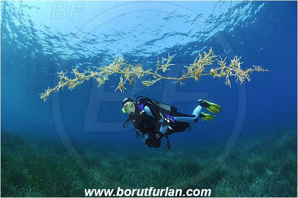 Island Pag, Croatia, Adriatic sea, Mediterranean sea, Reef, Posidonia oceanica, Posidonia, Posidoniaceae, Seagrass, Seagrass meadow, Diver, Floating algae