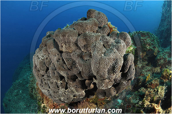 Island Pag, Croatia, Adriatic sea, Mediterranean sea, Hippospongia communis, Hippospongia, Spongiidae, Honeycomb bath sponge, Sponge, Porifera, Reef