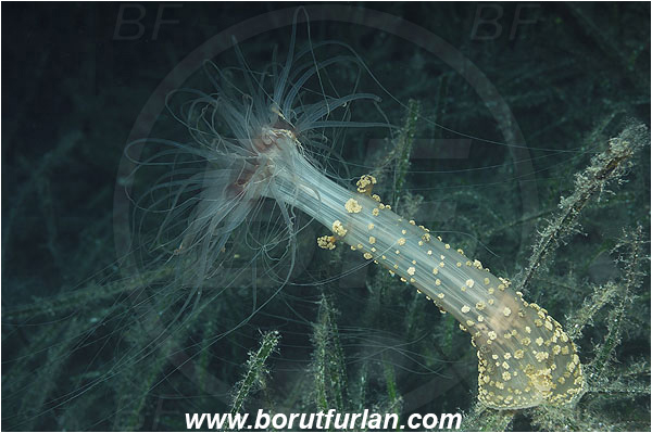Island Pag, Croatia, Adriatic sea, Mediterranean sea, Alicia mirabilis, Alicia, Aliciidae, Alicia anemone, Miracle anemone, Berried anemone, Anemone, Anthozoa, Cnidaria, Cnidarian