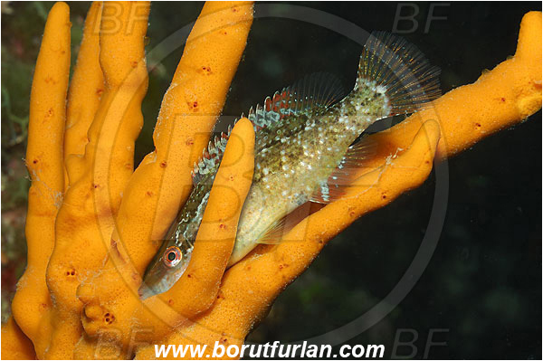 Island Pag, Croatia, Adriatic sea, Mediterranean sea, Axinella verrucosa, Axinella, Axinellidae, Yellow Axinella sponge, Yellow branching sponge, Sponge, Porifera, Symphodus rostratus, Symphodus, Labridae, Pointed-snout wrasse, Wrasse, Fish