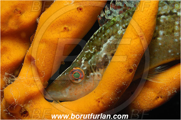 Island Pag, Croatia, Adriatic sea, Mediterranean sea, Axinella verrucosa, Axinella, Axinellidae, Yellow Axinella sponge, Yellow branching sponge, Sponge, Porifera, Symphodus rostratus, Symphodus, Labridae, Pointed-snout wrasse, Wrasse, Fish, Portrait