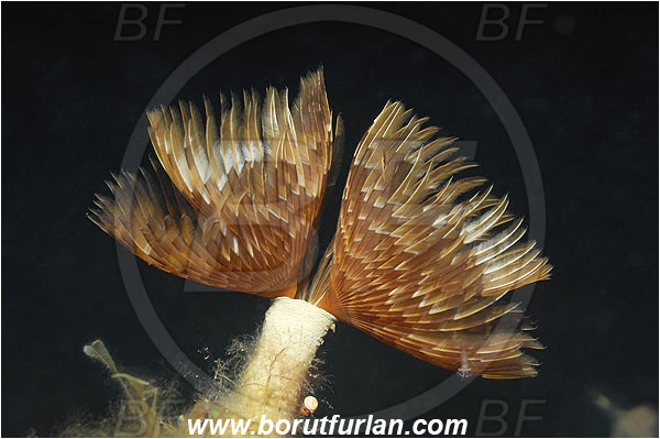Island Pag, Croatia, Adriatic sea, Mediterranean sea, Bispira volutacornis, Bispira, Sabellidae, Twin fan worm, Worm, Polychaeta