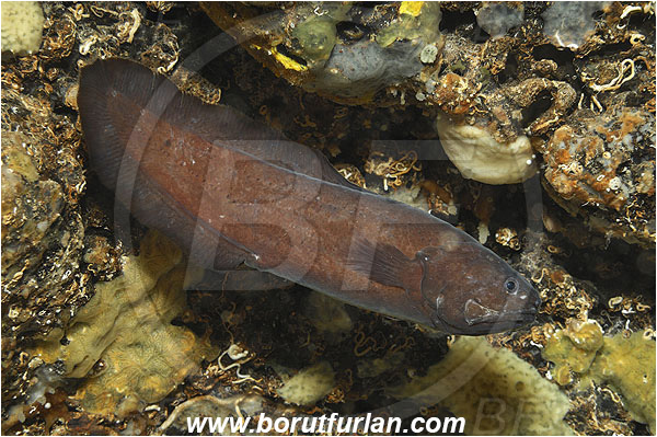 Island Pag, Croatia, Adriatic sea, Mediterranean sea, Grammonus ater, Grammonus, Bythitidae, Black brotula, Brotula, Fish