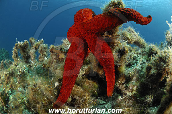 Island Pag, Croatia, Adriatic sea, Mediterranean sea, Echinaster sepositus, Echinaster, Echinasteridae, Red starfish, Strafish, Asteroidea, Echinodermata, Echinoderm