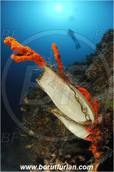 Island Pag, Croatia, Adriatic sea, Mediterranean sea, Axinella cannabina, Axinella, Axinellidae, Red Axinella sponge, Red branching sponge, Sponge, Porifera, Reef, Diver, Scyliorhinus sp., Scyliorhinus, Scyliorhinidae, Catshark