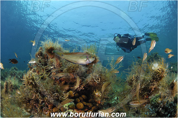 Island Pag, Croatia, Adriatic sea, Mediterranean sea, Symphodus ocellatus, Symphodus, Labridae, Ocellated wrasse, Wrasse, Fish, Fish school, Reef, Algae, Diver