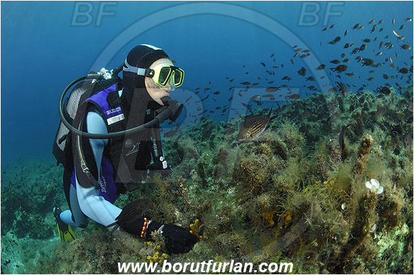 Island Pag, Croatia, Adriatic sea, Mediterranean sea, Chromis chromis, Chromis, Pomacentridae, Mediterranean damselfish, Damselfish, Fish, Fish school, Reef, Algae, Diver