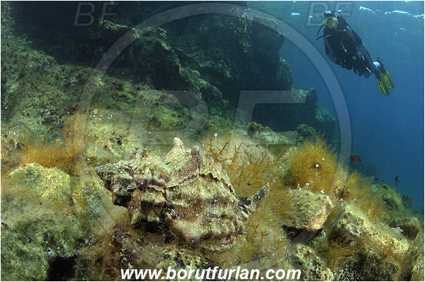 Island Pag, Croatia, Adriatic sea, Mediterranean sea, Hexaplex trunculus, Hexaplex, Muricidae, Banded dye murex, Murex, Sea snail, Gastropoda, Mollusca, Mollusc, Reef, Algae, Diver