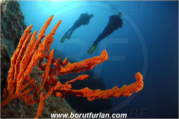 Island Pag, Croatia, Adriatic sea, Mediterranean sea, Axinella cannabina, Axinella, Axinellidae, Red Axinella sponge, Red branching sponge, Sponge, Porifera, Reef, Diver