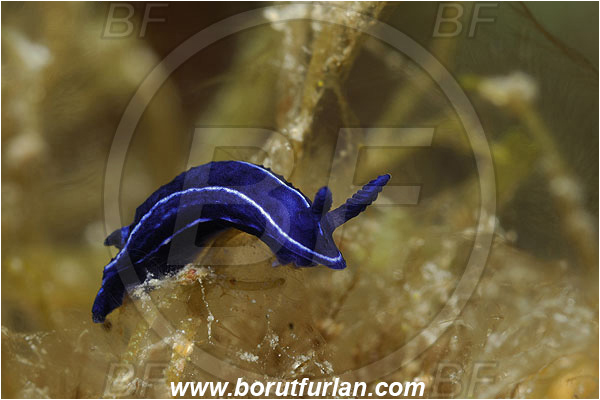 Island Pag, Croatia, Adriatic sea, Mediterranean sea, Felimare orsinii, Felimare, Chromodorididae, Blue nudibranch, Nudibranch, Sea slug, Gastropoda, Mollusca