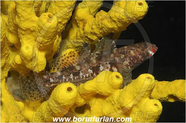 Island Pag, Croatia, Adriatic sea, Mediterranean sea, Gobius cruentatus, Gobius, Gobiidae, Red-mouthed goby, Goby, Fish, Aplysina aerophoba, Aplysina, Aplysinidae, Yellow Tube Sponge, Golden Sponge, Sponge, Porifera