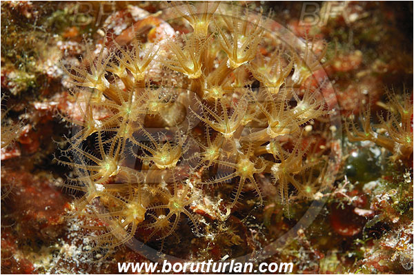 Island Pag, Croatia, Adriatic sea, Mediterranean sea, Maasella edwardsii, Maasella, Paralcyoniidae, Mediterranean soft coral, Soft coral, Coral, Cnidaria, Cnidarian