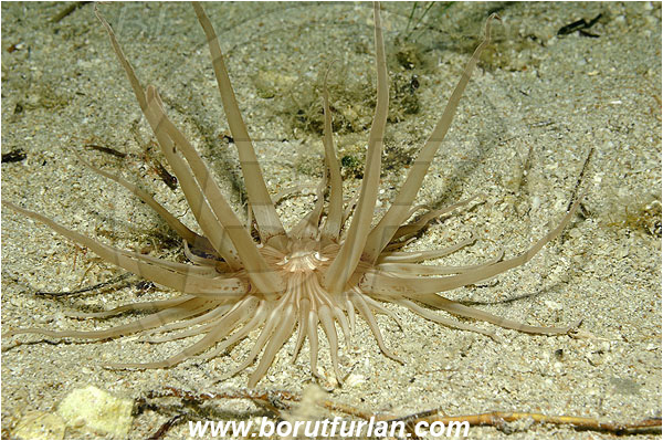 Island Pag, Croatia, Adriatic sea, Mediterranean sea, Andresia partenopea, Andresia, Andresiidae, Burrowing anemone, Anemone, Anthozoa, Cnidaria, Cnidarian