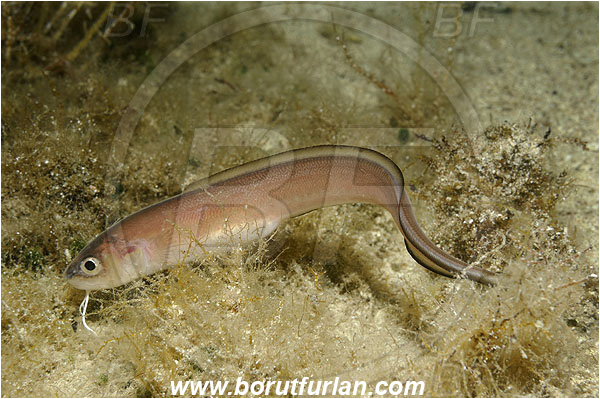 Island Pag, Croatia, Adriatic sea, Mediterranean sea, Ophidion barbatum, Ophidion, Ophidiidae, Snake blenny, Fish
