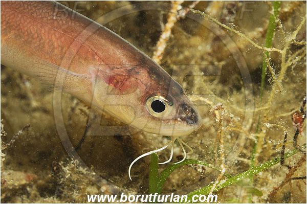 Island Pag, Croatia, Adriatic sea, Mediterranean sea, Ophidion barbatum, Ophidion, Ophidiidae, Snake blenny, Fish, Portrait