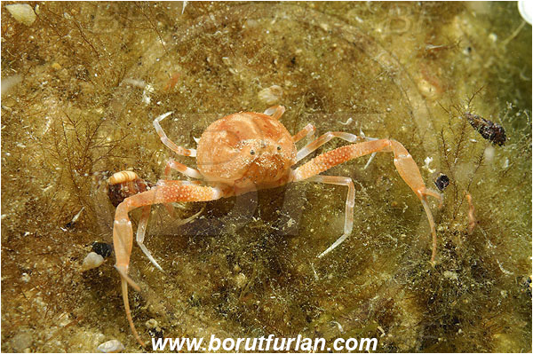 Island Pag, Croatia, Adriatic sea, Mediterranean sea, Ilia nucleus, Ilia, Leucosiidae, Decapoda, Crustacea, Crustacean, Pebble Crab, Crab