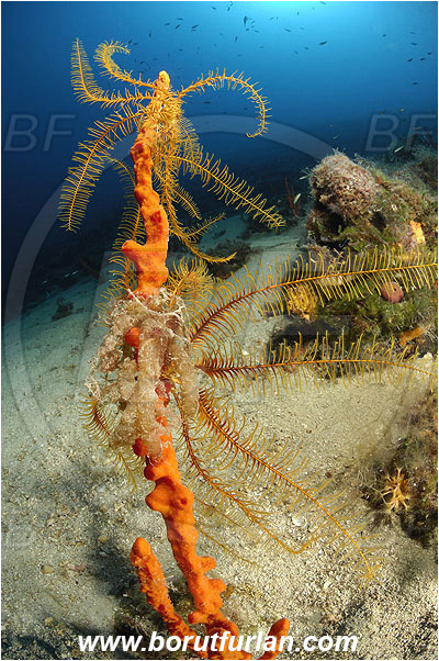 Island Pag, Croatia, Adriatic sea, Mediterranean sea, Axinella cannabina, Axinella, Axinellidae, Red Axinella sponge, Red branching sponge, Sponge, Porifera, Reef, Antedon mediterranea, Antedon, Antedonidae, Mediterranean feather star, Crinoid, Crinoidea, Feather star, Echinodermata, Echinoderm