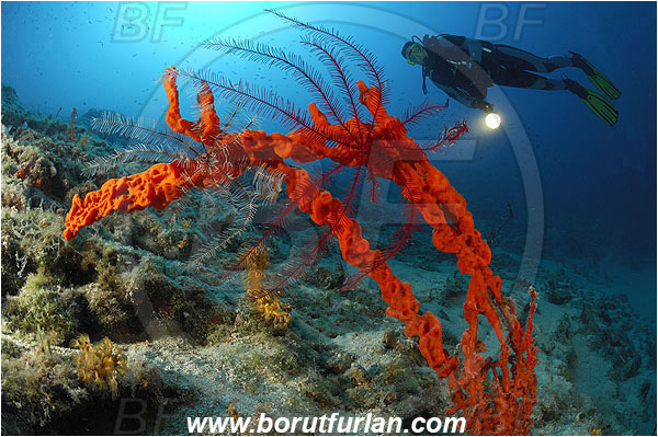 Island Pag, Croatia, Adriatic sea, Mediterranean sea, Axinella cannabina, Axinella, Axinellidae, Red Axinella sponge, Red branching sponge, Sponge, Porifera, Reef, Diver