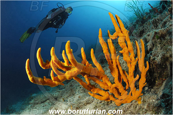 Island Pag, Croatia, Adriatic sea, Mediterranean sea, Axinella verrucosa, Axinella, Axinellidae, Yellow Axinella sponge, Yellow branching sponge, Sponge, Porifera, Reef, Diver