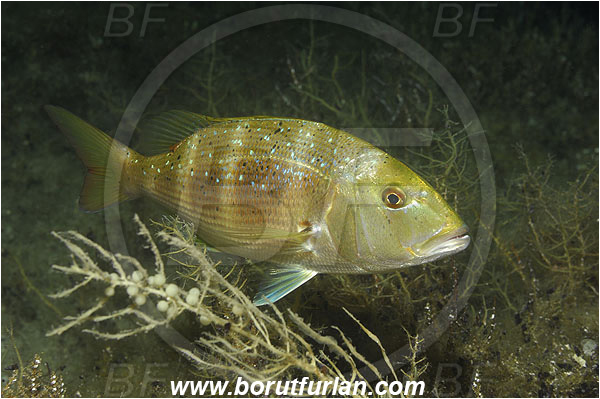 Island Pag, Croatia, Adriatic sea, Mediterranean sea, Dentex dentex, Dentex, Sparidae, Common dentex, Bream, Fish